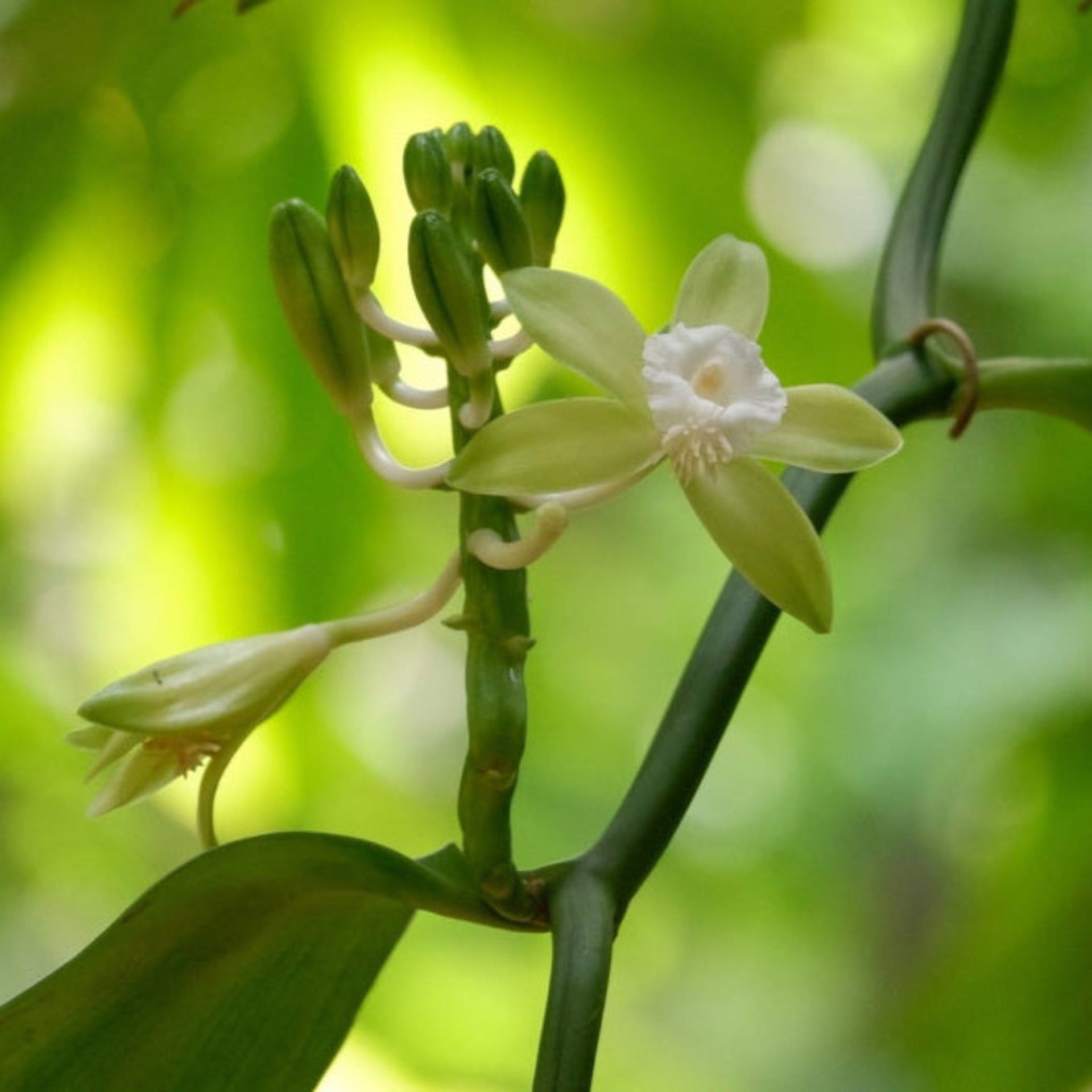 Vanilla Bean Plant