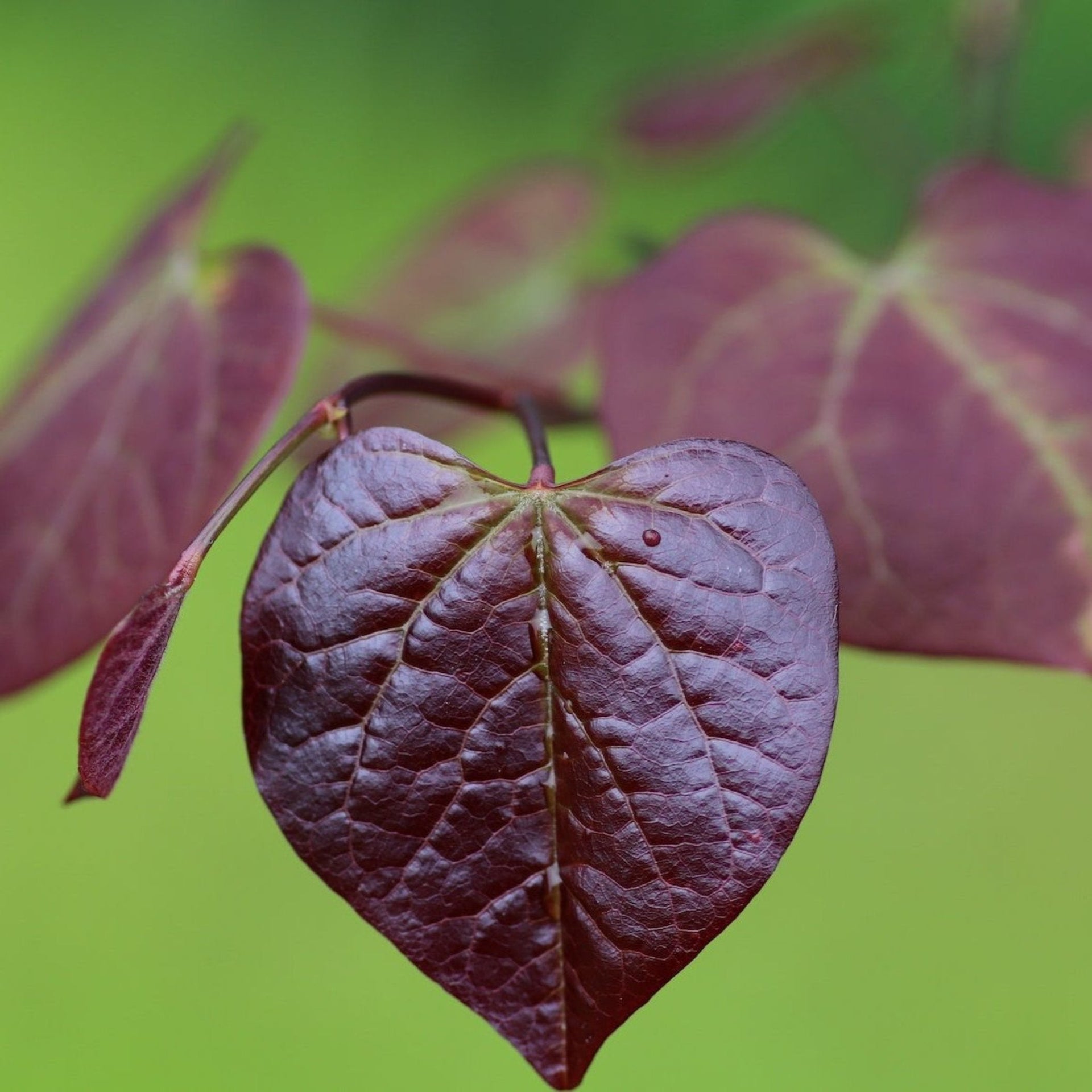 Ruby Falls Redbud Tree