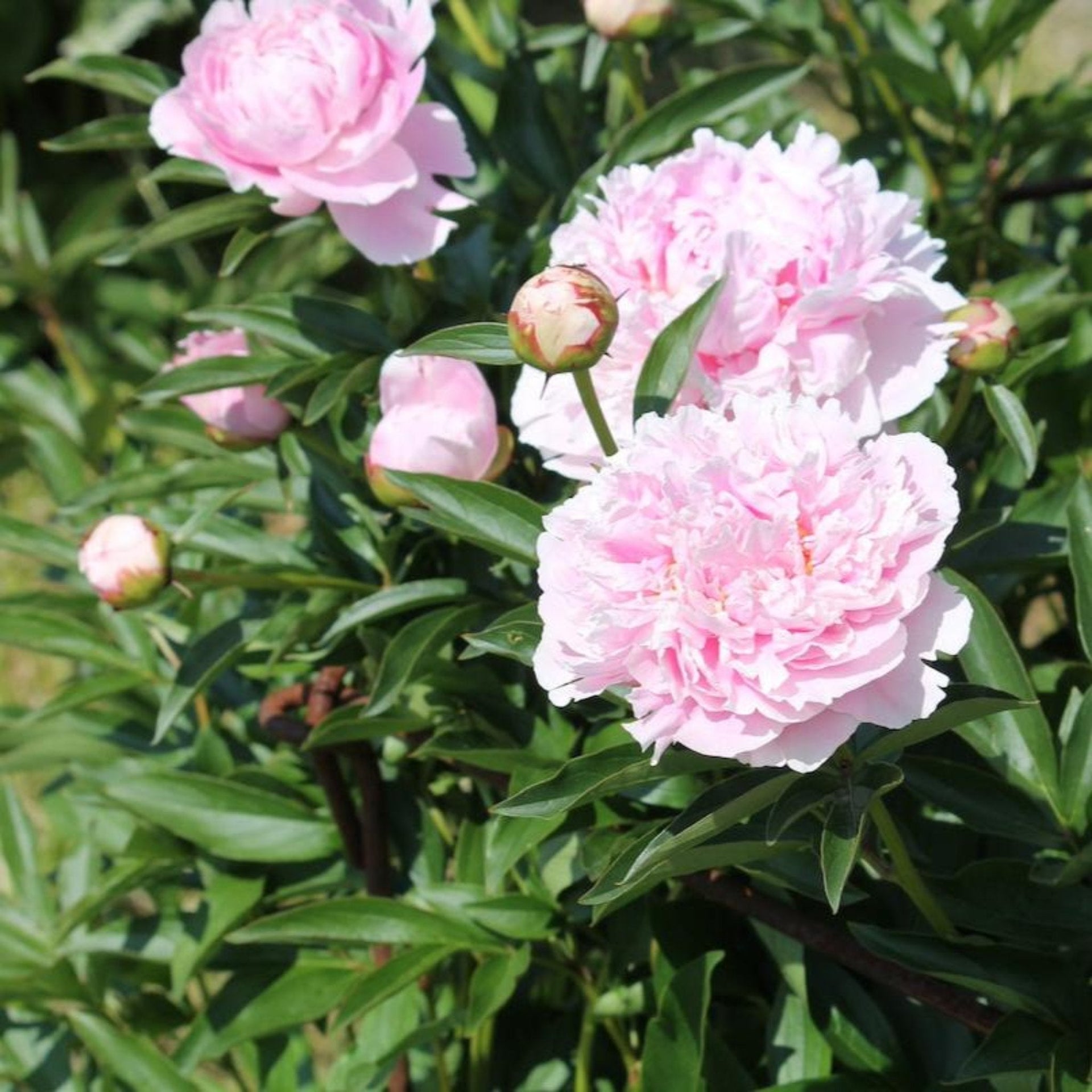 Sarah Bernhardt Peony