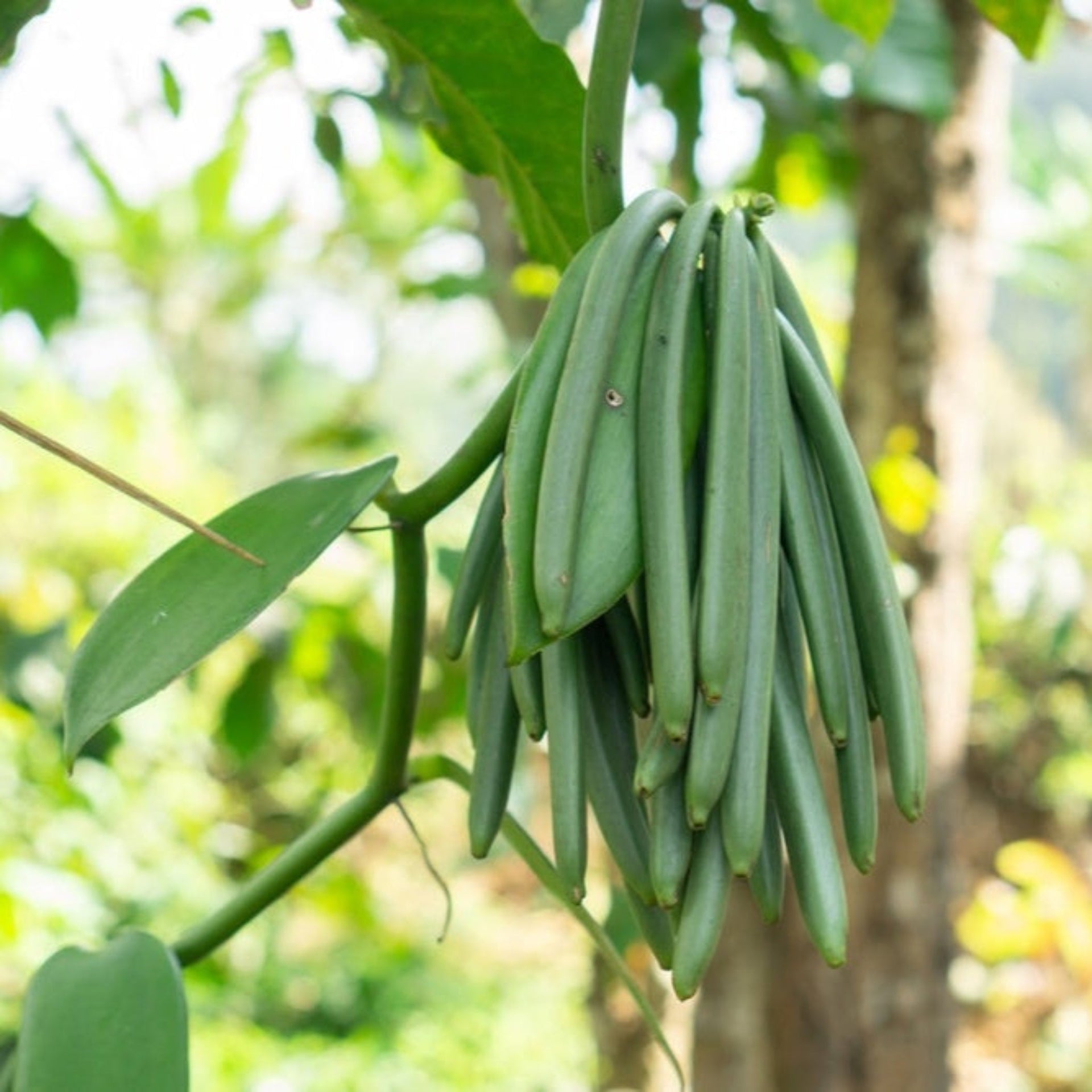 Vanilla Bean Plant