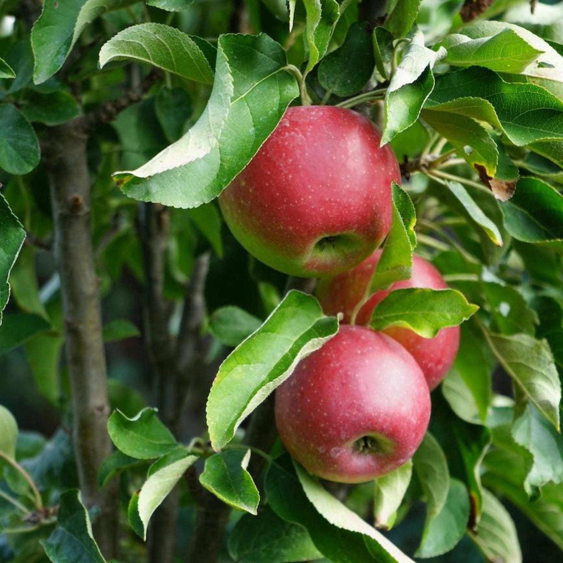 Tasty Red™ Fruit Snacks™ Apple Tree