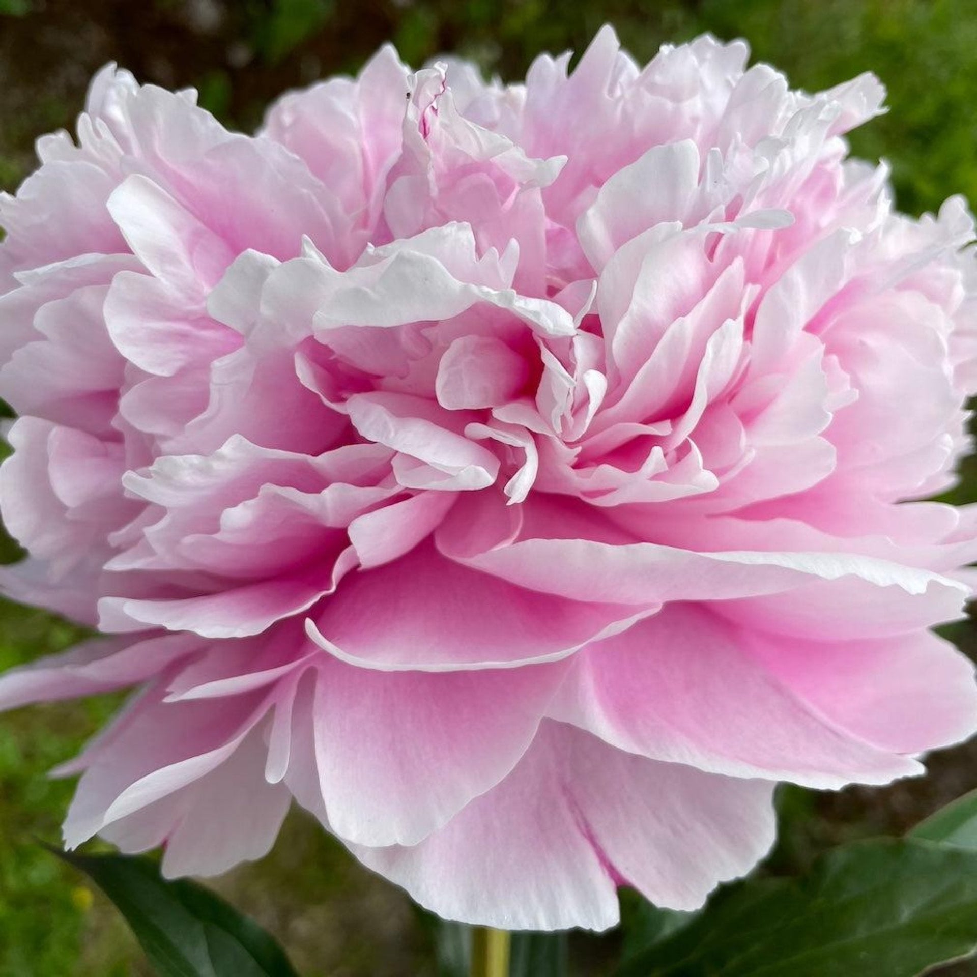 Sarah Bernhardt Peony