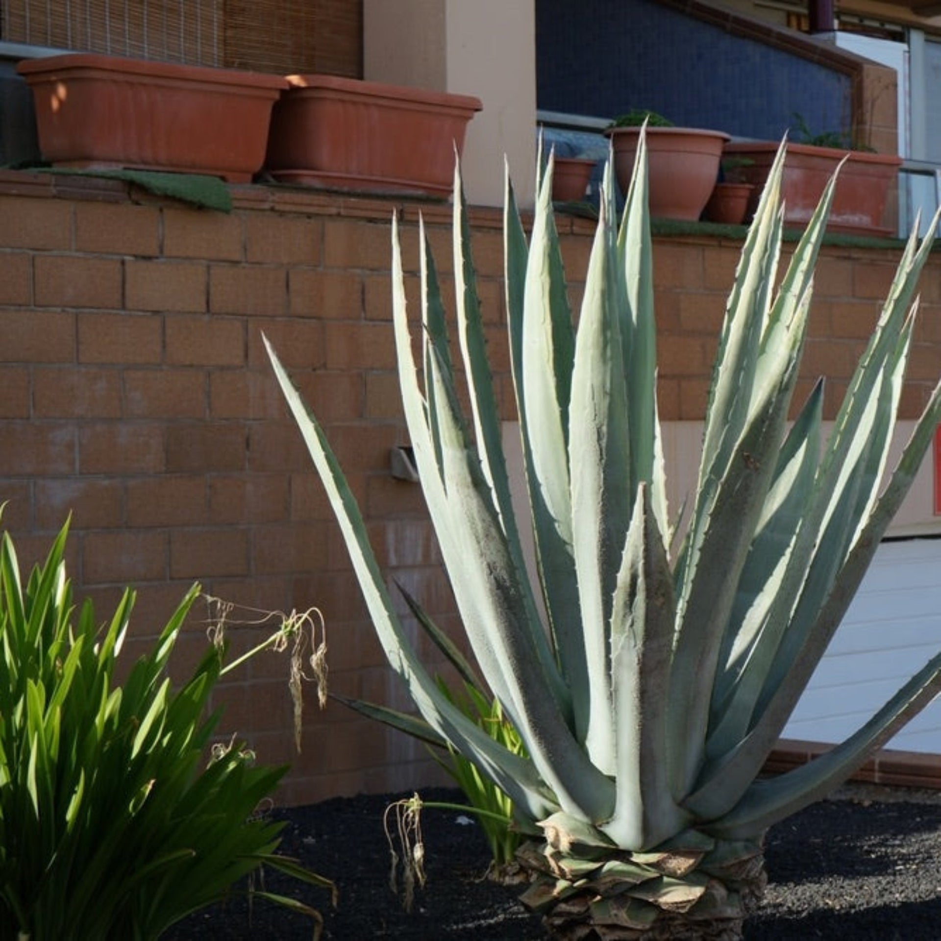 Agave Americana