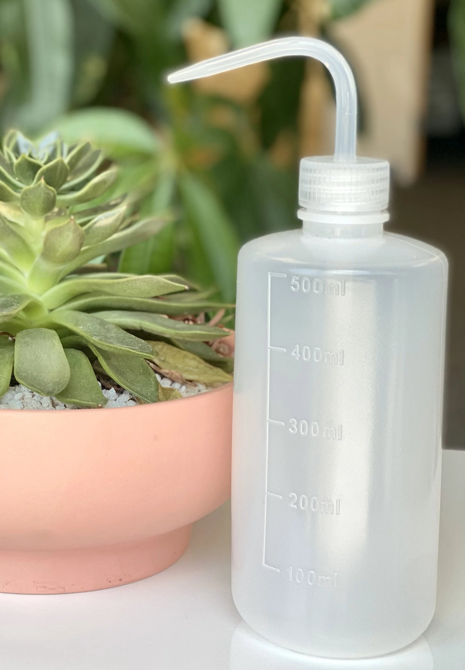 Succulent Water Bottle