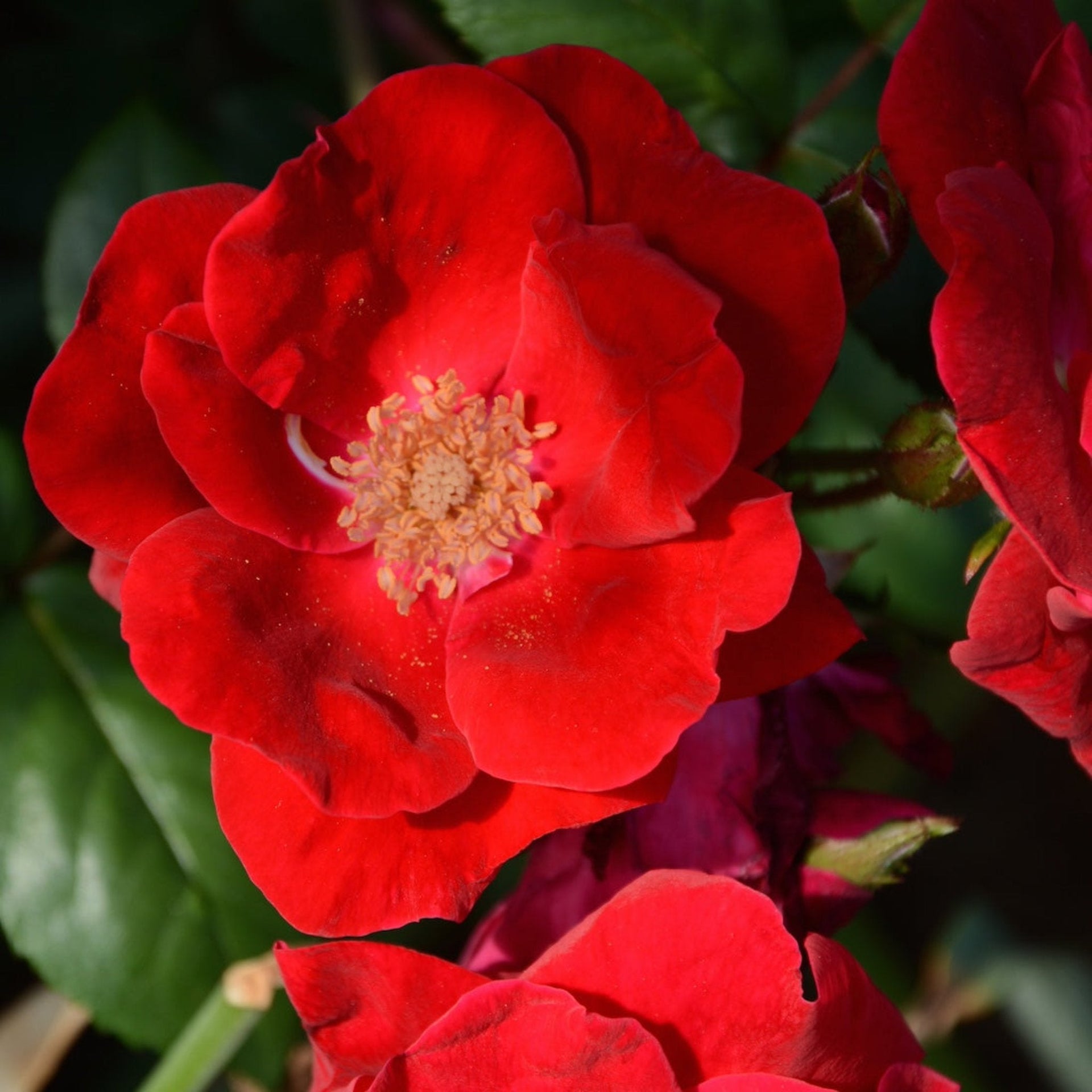 Winner's Circle™ Climbing Rose